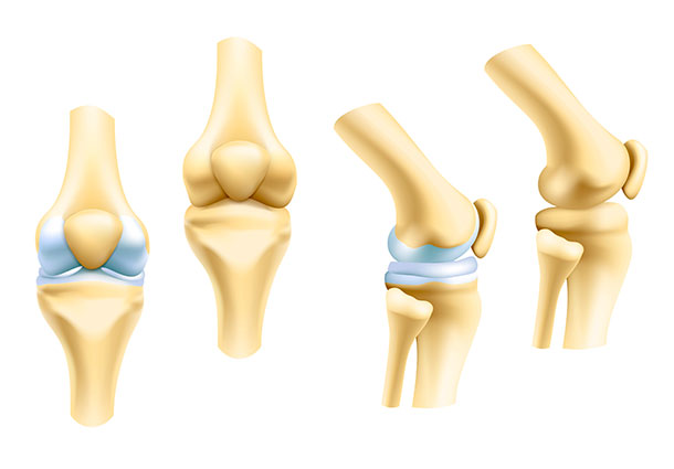 Genou: synovial (liquide synovial) (Illustration: 123RF, Seamartini)