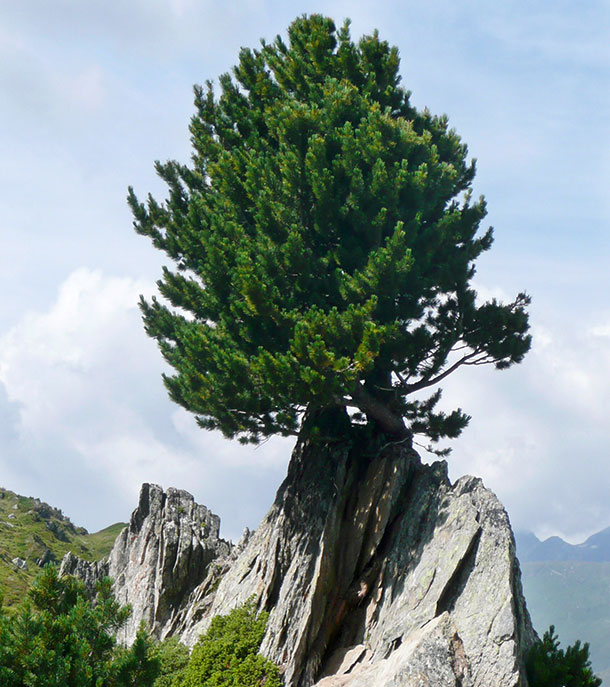 Hauptwirkstoff der Zirbe ist die in Holz, Rinde, Nadeln und Knospen enthaltene phenolische Substanz Pinosylvin. 