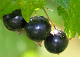 Johannisbeeren