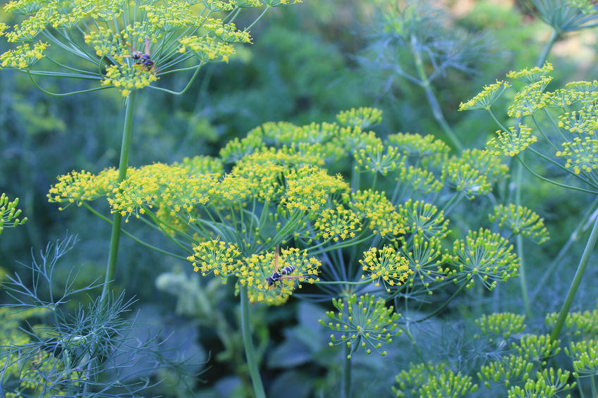 Fenchelblüten (Foto: 123RF, Dimanchik)