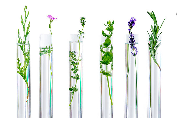 Qu'est-ce que la phytothérapie ? (Photo: 123RF, Jean-Paul)