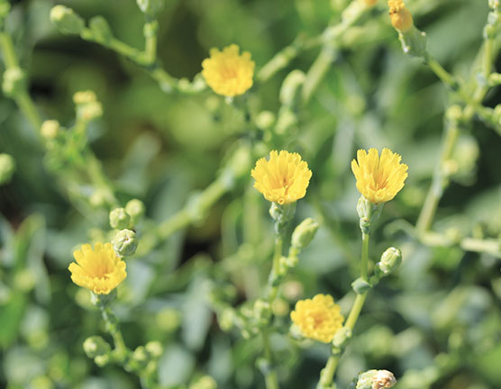 Blüte Lactuca Sativa