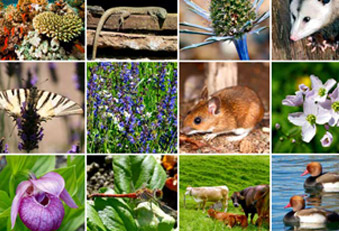 Wie viel Natur braucht der Mensch? Natur Mensch