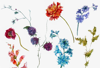 Blumen auf der Wiese bilden ein wertvolles Biotop (Foto: 123RF/depiano) Blumen Wiese