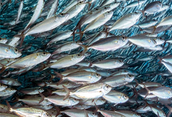Fischfang: Welcher Fisch darf noch gegessen werden? (Foto: 123RF/A. Izzotti) Fische