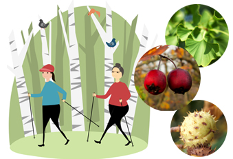 Bewegung, Rosskastanie, Gingko und Weissdorn