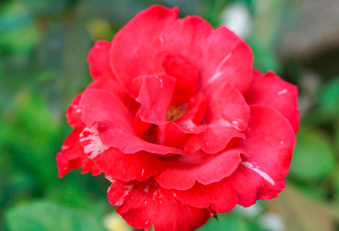 Damszener Rose bei PMS? (Foto: 123RF/mansum007) PMS Damszener Rose
