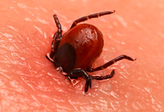 Zecken 