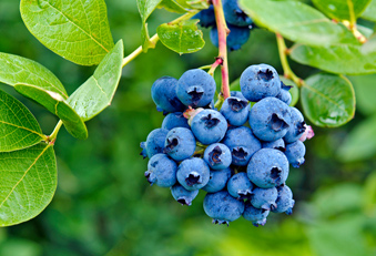 Heidelbeeren Blutdruck