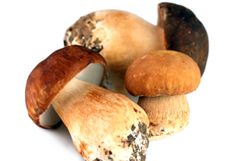 Pilze Gehirn