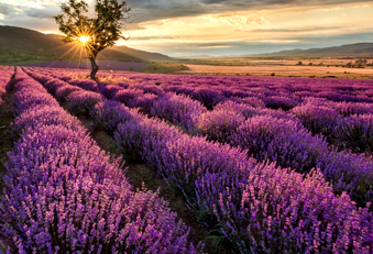 Lavendel Arzneipflanze 2020