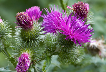 Mariendistel
