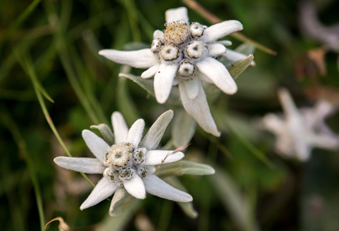 Alpen-Edelweiss