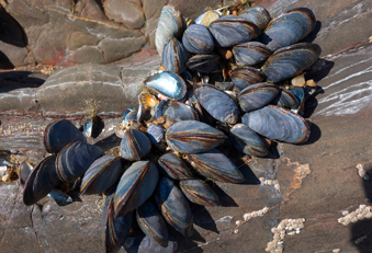 Miesmuscheln halten sich untereinander mithilfe eines Klebstoffs gest. (Foto: 123RF/phil_bird) Miesmuscheln auf einem Felsen