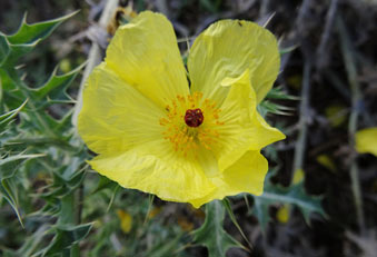 Stachelmohn