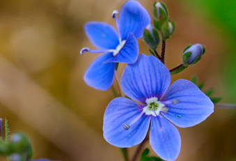 Fünf blaue Frühlingsboten im Porträt. (Gamander Ehrenpreis, Foto: 123RF/zosimus) Gamander Ehrenpreis