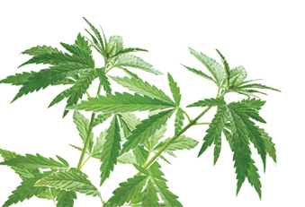 Cannabis-Pflanze