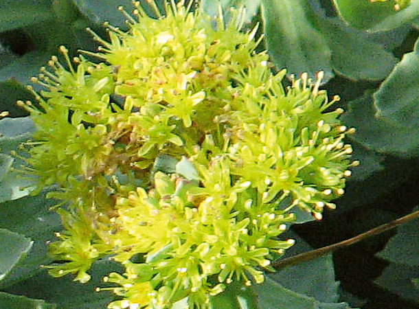 Stärkender Rosenwurz (Foto: WikimediaCommons) Rosenwurzblüte
