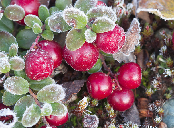Cranberries helfen bei Harnwegsinfekten (Foto: Mauritius Images/K. Baehr) Vereiste Cranberries