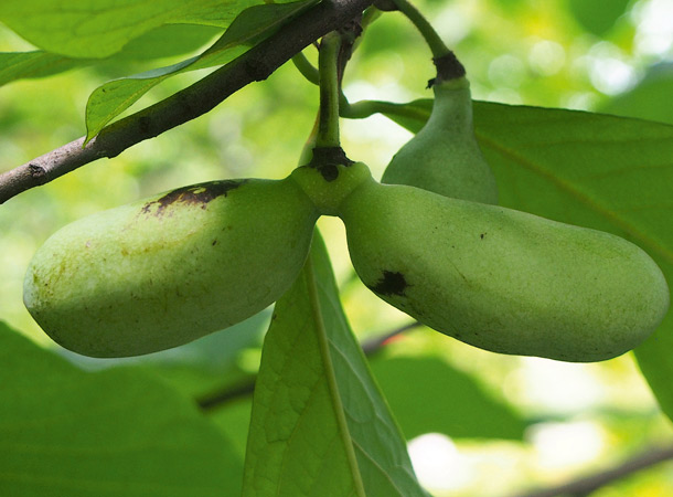 Pawpaw (Asimina triloba) schmeckt herrlich fruchtig (Foto: WikimediaCommons/A.Kwiecien) Pawpaw (Asimina triloba) oder "Indianerbanane" an einem Zweig
