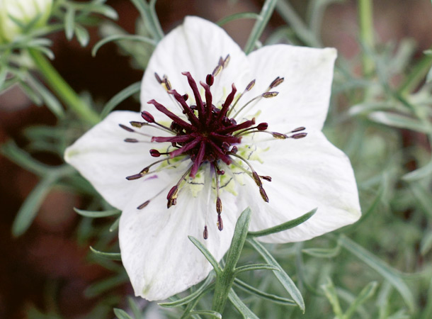 Schwarzkümmel-Samen enthält Kortison (Foto WikimediaCommons/K.Yamada) Schwarzkümmel-Blüte