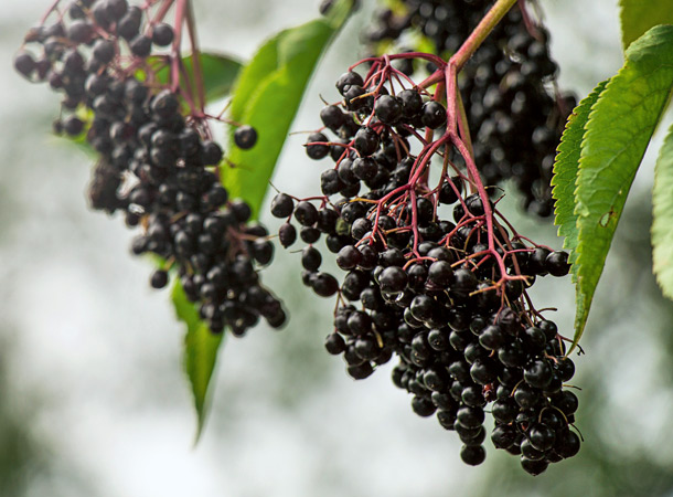 Der Schwarze Holunder ist Heilpflanze 2024 (Foto: 123RF/rkathesi) Schwarze Holunderbeeren