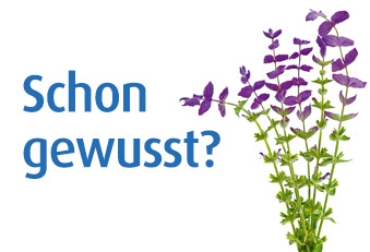 Rund 1000 Salbeiarten sind bekannt (Foto: 123RF/dole) Buntschopfsalbei
