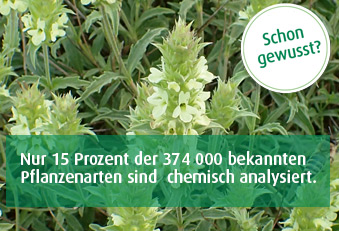 Experten rufen zu grösseren Forschungsanstrengungen auf (Foto: WikimediaCommons/Krzysztof Ziarnek Kenraiz) Bedrohte Pflanze: Sideritis hyssopifolia
