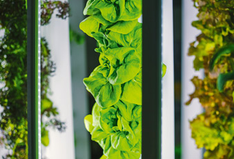 Vertical Farming: Doch nicht die Lösung? (Foto: 123RF/goncharovaia) Salate in einer Vertical Farming Anlage
