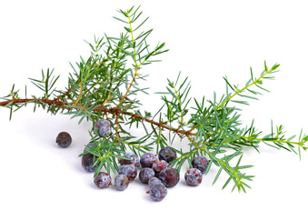 Wacholderbeeröl bei Reizmagen (Foto: 123RF/splinex) Wacholderbeeren