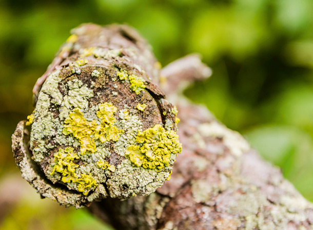 Flechten: (Foto: 123rf/gubernat) Flechten auf Ast