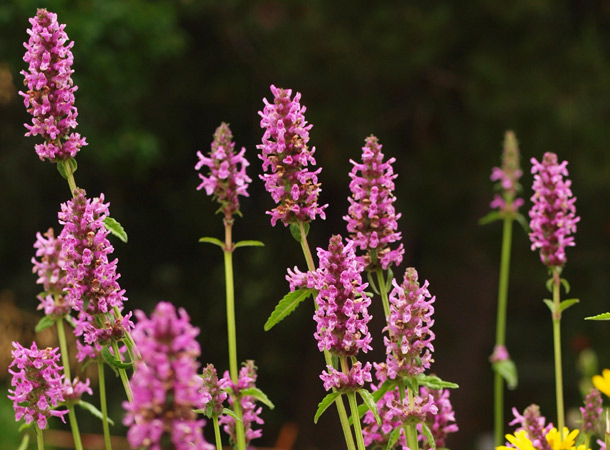 Heilziest: Vergessene Heilpflanze (Foto: 123RF/Orjen) Wiese mit Heilziest
