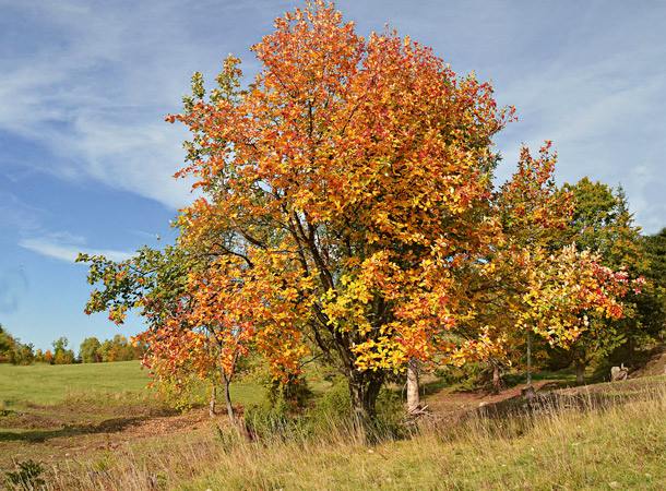 Echte Mehlbeere: Baum des Jahres 2024 (Foto: Jürgen Blümle) Echte Mehlbeere