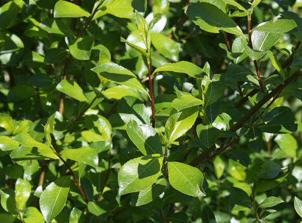 Weidenrinde wirkt auch antioxidativ (Foto: Wikimedia/Anneli-Salo) Teeblättrige Weidenrinde (Salix phylicifolia)