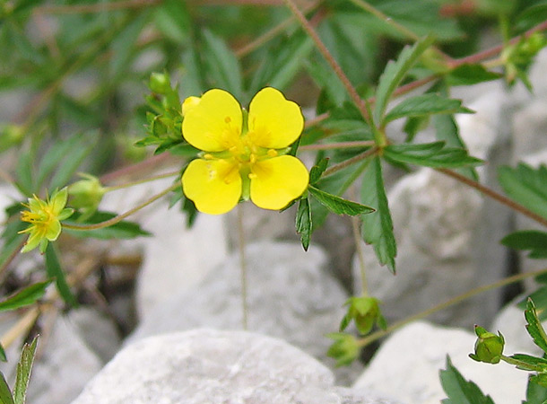 Blutwurz: Arzneipflanze 2024 (Foto: Wikimedia/Tigerente) Blutwurzblüte