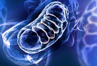 Mitochondrien