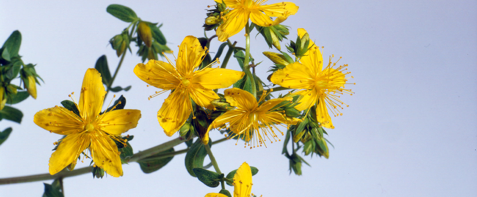 Johanniskraut, Hypericum perforatum (Foto: A.Vogel AG)