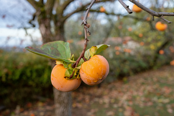 Kaki (Foto: 123RF7barmalini) Kakifrüchte