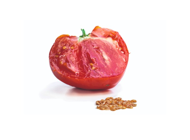 Tomate mit Tomatensamen
