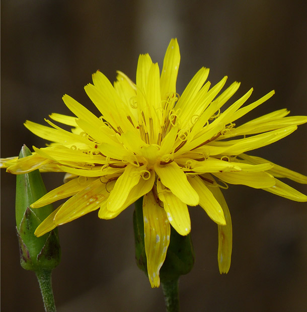 Schwarzwurzel-Blüte (Foto: W. Jost) Schwarzwurzelblüte