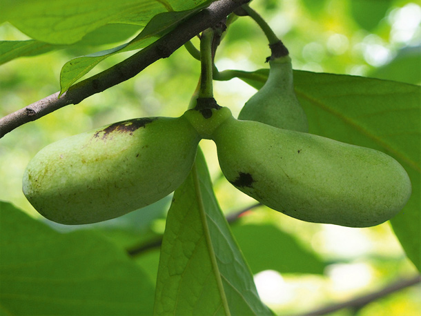 Pawpaw (Asimina triloba) schmeckt herrlich fruchtig (Foto: WikimediaCommons/A.Kwiecien) Pawpaw