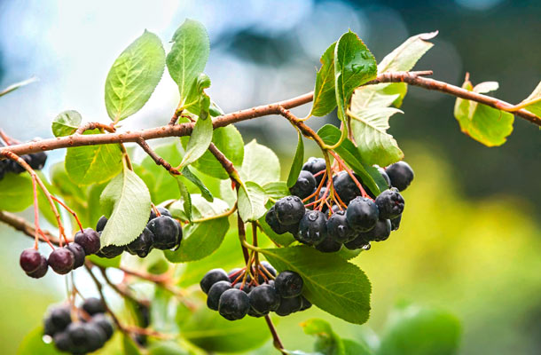 Aronia: Gesunde Pflanzenfarbstoffe (Foto: 123RF/E.Sergeev) Aroniabeeren am Strauch