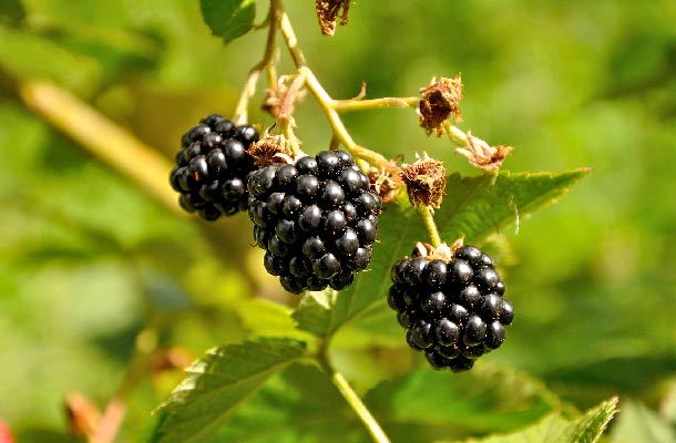 Brombeeren: Reich an Anthocyanen (Foto: 123RF/V.Slaber) Brombeeren am Strauch