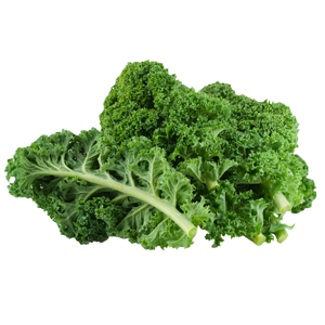 Federkohl Federkohl