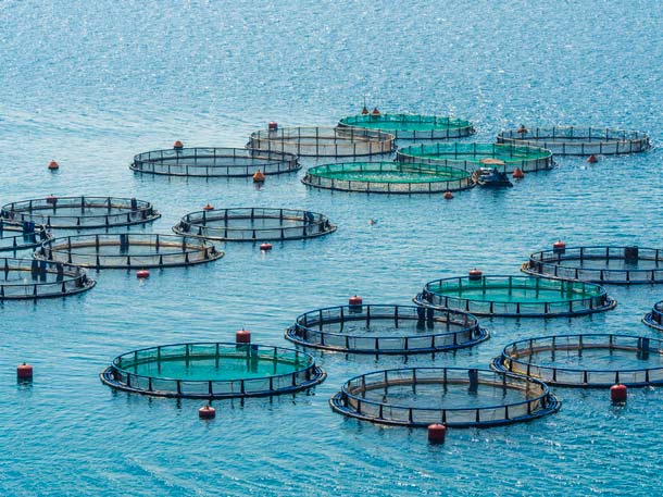 Fischzucht ist nur bedingt eine Alternative (Foto: 123RF/C. Delbert) Fischzucht Fischfarm