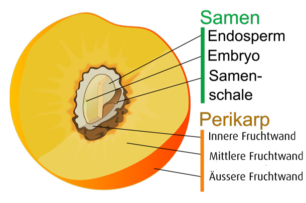 Drei Fruchtwände der Pfirsichfrucht (Foto: Wikipedia) Aufbau Fruchtwände