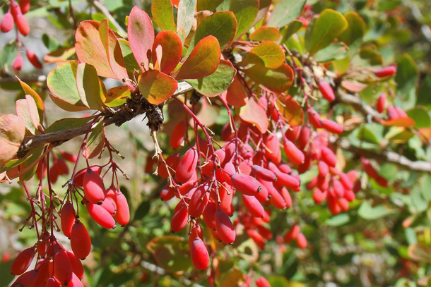 Gewöhnliche Berberitze (Berberis vulgaris)