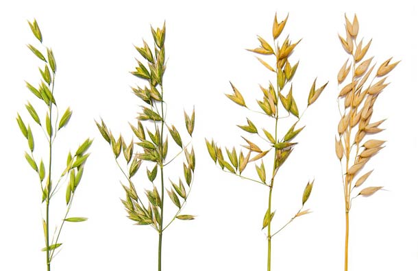 Hafer ist ernährungsphysiologisch besnders wertvoll (Foto: 123RF/rfaurinko) Hafer