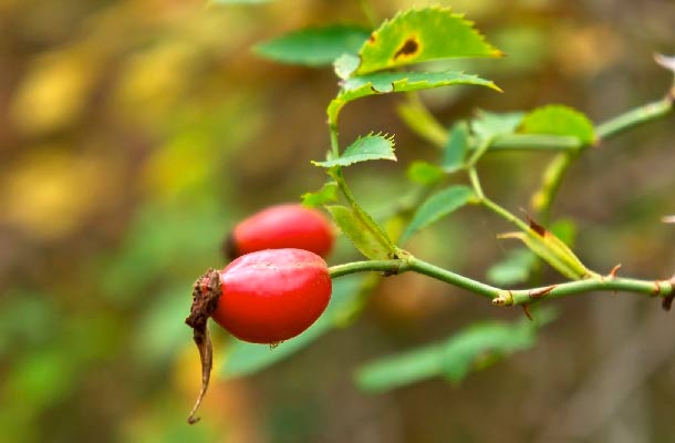 Hagebutten: Reich an Vitamin C (Foto: 123RF/samum) Hagebutten