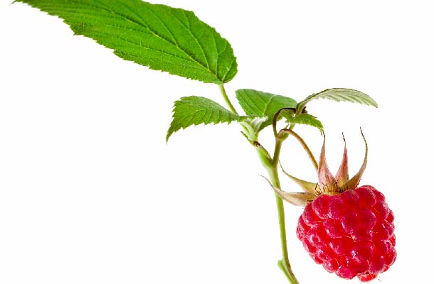 Himbeeren: Reich an (Foto: 123RF/madllen) einzelne Himbeere
